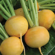 Golden Ball Turnip Seeds