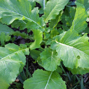 Turnip Seeds - All In One For Home Gardens