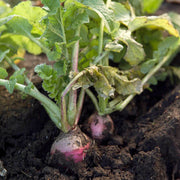 Turnip Seeds - All In One For Home Gardens
