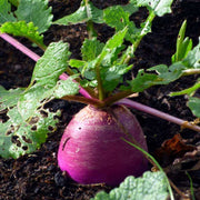Turnip Seeds - All In One For Home Gardens