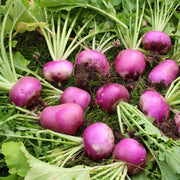 Turnip Seeds - All In One For Home Gardens