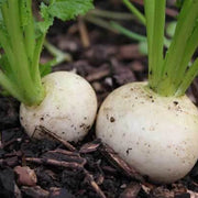 Shogoin Turnip Seeds