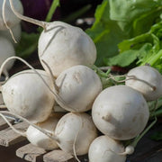 Shogoin Turnip Seeds
