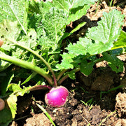 Turnip Seeds – Brassica rapa subsp. rapa