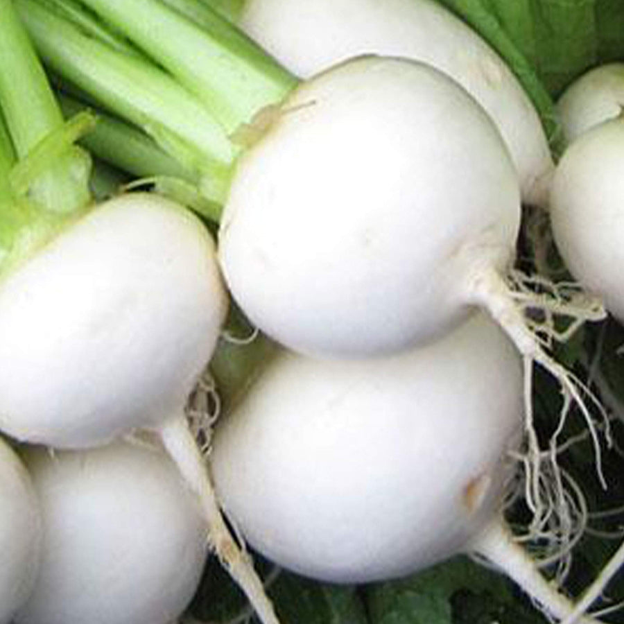 Turnip Hakurei Hybrid Japanese Seeds