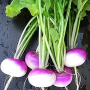 Purple White Turnip Seeds
