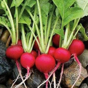 Red Turnip Seeds