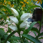 Chelone glabra Turtlehead Seeds