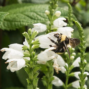 Chelone glabra Turtlehead Seeds