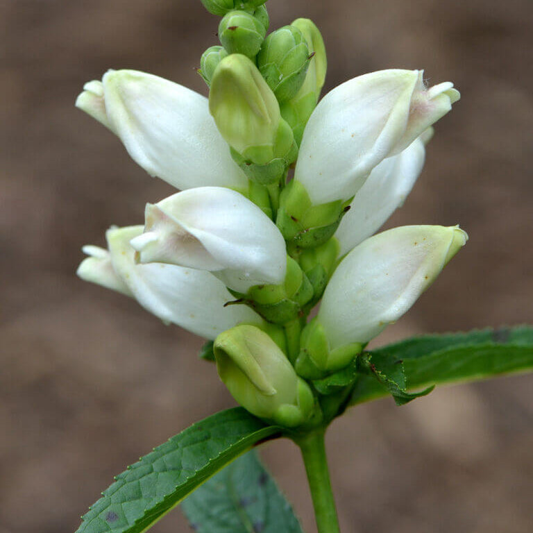 Chelone glabra Turtlehead Seeds