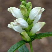 Chelone glabra Turtlehead Seeds
