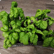 Tuscany Ocimum Basilicum Basil Seeds, Herbal