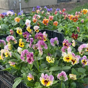 Cottage Essential Pansy Seeds