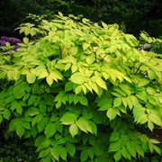 Udo Seeds - for Home Gardens Seeds