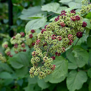 Udo Seeds