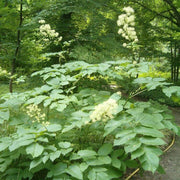 Udo Seeds