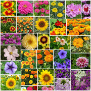 Ultimate Bloom Collection Seeds