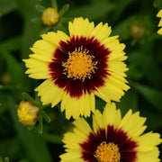 Ultimate Bloom Collection Seeds