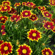 Ultimate Bloom Collection Seeds