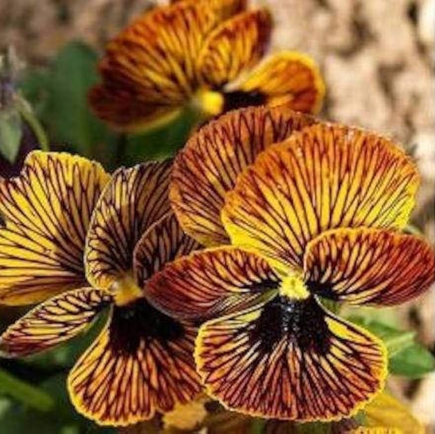 Unique Variegated Tiger Eye Seeds