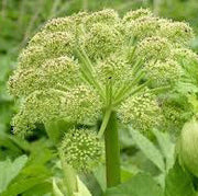 Archangelica Angelica Seeds
