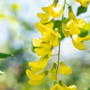 Laburnum Anagyroides Seeds, Golden Chain