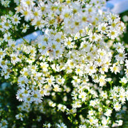Gypsy Compact White Gypsophila Seeds