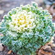 White Kale Seeds