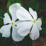 White Vinca Seeds