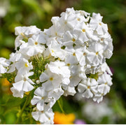 White Phlox Seeds