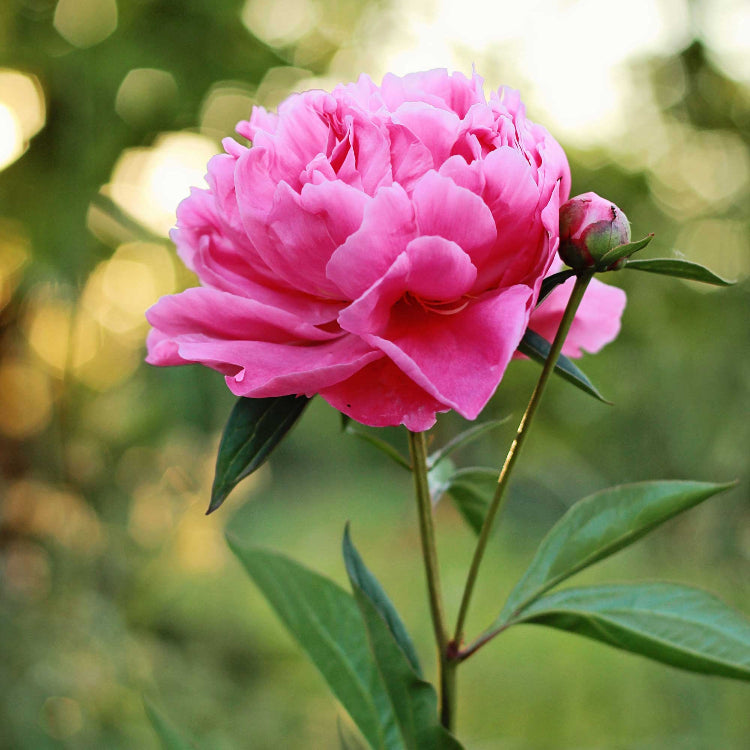 Hardy Perennial Blooms Peony Seeds