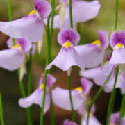 Violet Utricularia Seeds