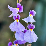 Violet Utricularia Seeds