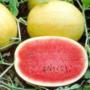 Golden Pioneer Hybrid Watermelon Seeds