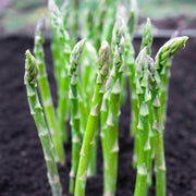 Mary Washington Asparagus Seeds