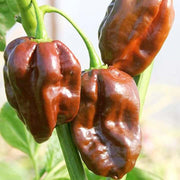 Chocolate Habanero Pepper Seeds