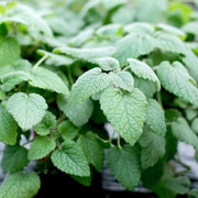 Mandarina Lemon Balm Seeds, Herbal