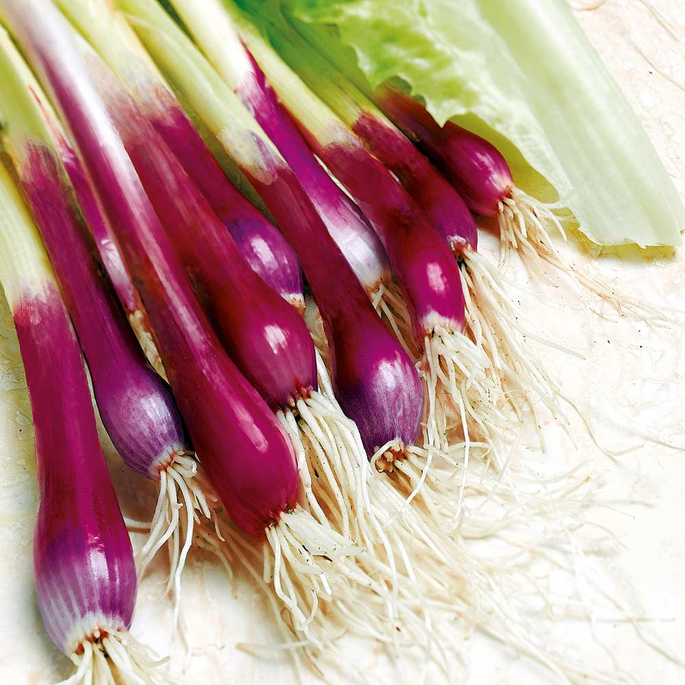 Apache Onion Seeds