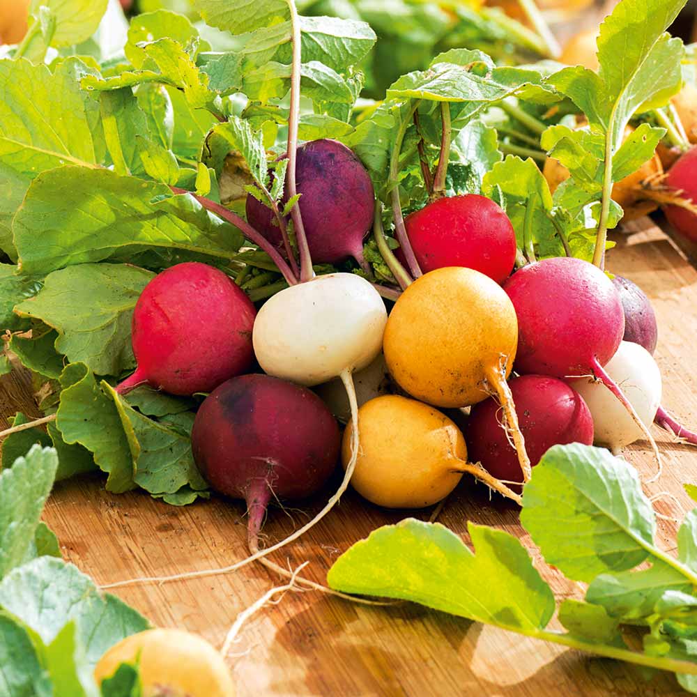 Rainbow Mix Radish Seeds