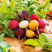Rainbow Mix Radish Seeds