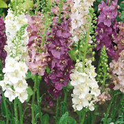 Oxtail Verbascum Seeds
