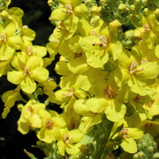 Greek Mullein Seeds, Herbal
