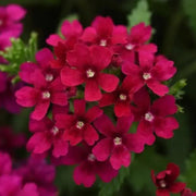 Dark Pink Verbena Seeds