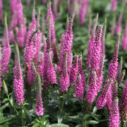 Veronica Pink Potion Seeds, Herbal
