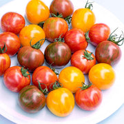Multi Tomato Seeds