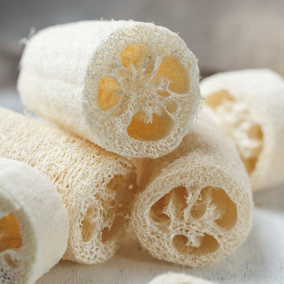 Cream Luffa Seeds