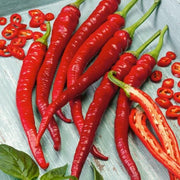 Long Red Hot Cayenne Pepper Seeds