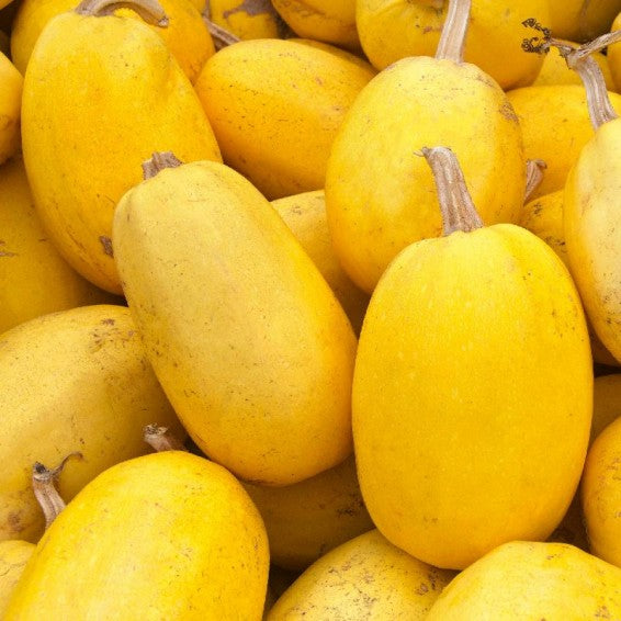 Spaghetti Squash Seeds