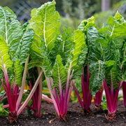 Pink Swiss Chard Seeds