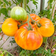 Pineapple Tomato Seeds